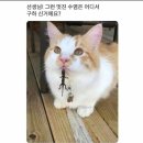 강아지song 네이버블로그