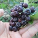 남가네 농장 이미지