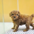 쓰담쓰담 이미지