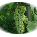 대구신매초등학교 이미지