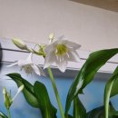 유카리스 이미지