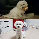 제이그루밍 이미지