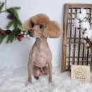 딩동 펫 살롱 이미지