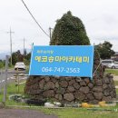 에코승마아카데미 | 제주승마체험, 에코승마아카데미 제주도 아이들과 가볼만한곳!