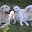 진석범동물병원 이미지