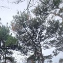 곡성-152 Daum카페