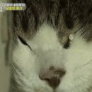 마타사