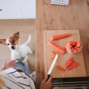 털찐강아지 이미지