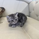 도그마루 강아지 고양이 양산화명점 이미지