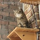 강아지와고양이나라 동물병원 이미지