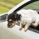 나음동물메디컬센터 이미지