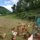 방식농장 이미지