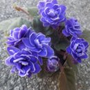 미니바이올렛13번(ness crinkle blue) 이미지