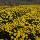 보화다원 이미지