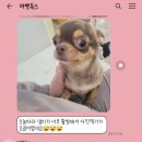 어벤독스 이미지