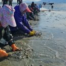 고창바지락칼국수 이미지