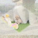 꾸밈펫샵 | 공주 애견분양 프렌치불독에 심쿵한 날! 180만원 쏜 이유