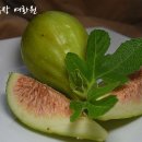 천상과일 네이버블로그