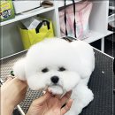 성남대로43번길 이미지