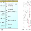 Anatomy Trains - 치료의 다양한 경로 . 이미지