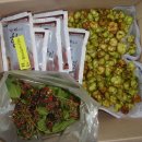 개다래열매[생열매,개다래즙] 배송완료-개다래의 효능 복용법 주의사항-자연산 개다래- 이미지