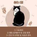 반려견,반려묘를 위한 반려동물관리사 이미지