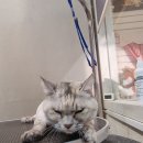 복기애견 네이버블로그