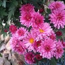 농수산시장 이미지