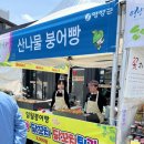 영양군 산나물축제 후기