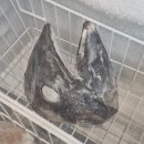 미가참치단계점 이미지