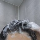 단 4주만에? 탈모 기능성 검증단 리얼 후기 - 헤어룩 샴푸와 앰플 솔직 체험기
