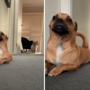 도도한강아지 이미지