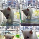 솜사탕 이미지