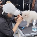 광주애견미용학원