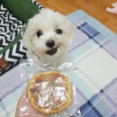 디어마이펫(DEARMYPET) 이미지