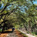 삼문동둔치길(삼문송림) 이미지