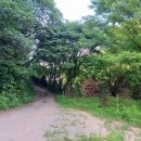 오동골1 이미지