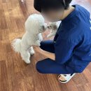 네임드 살롱 | 부천애견미용/부천가위컷전문/네임드살롱