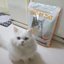 오마이인 | 가성비 좋은 고양이사료 오마이캣 급여후기