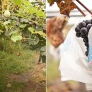 호기농장 이미지