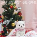 강아지분양 고양이분양 컴투펫 수원점 이미지