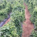 원재농장 이미지