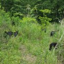 팔조령목장 이미지