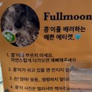 FULL MOON | [봉담 카페] 애견동반 가능한 분위기 좋은 카페 풀문(Full Moon) 후기(내돈내산, 주차, 메뉴 안내)