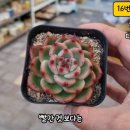 오복다육