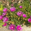 초당약품 이미지