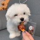 간식먹개 이미지