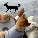 커멍커멍 이미지