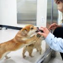 논산시 동물보호센터 이미지