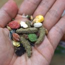 옥수수 펫샵 이미지